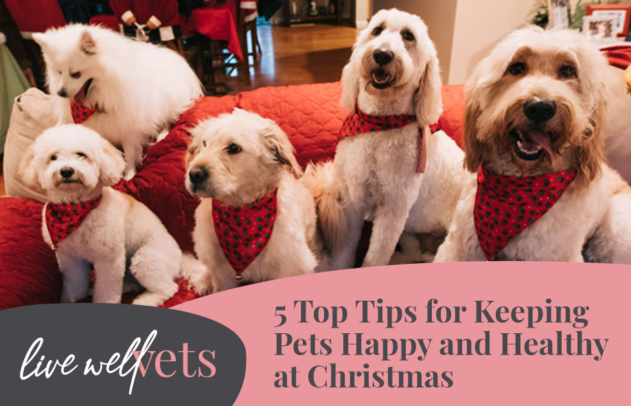 5 Christmas top tips to keep pets happy and healthy