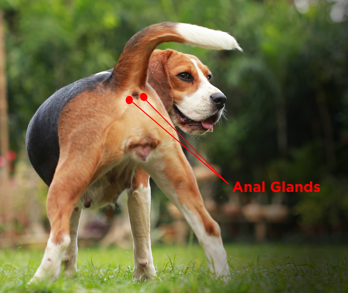 Anal Gland Location Diagram in Pets Dogs with Anal Gland Problems