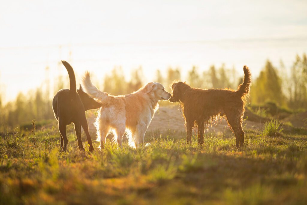 Anal Gland Removal for Dogs and Cats