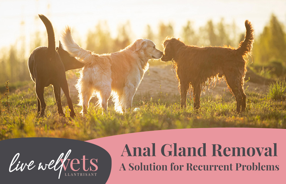 Anal Gland Removal for Dogs and Cats | A solution for Recurrent Problems