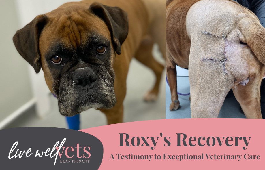 Roxy's Remarkable recovery - Pet surgery