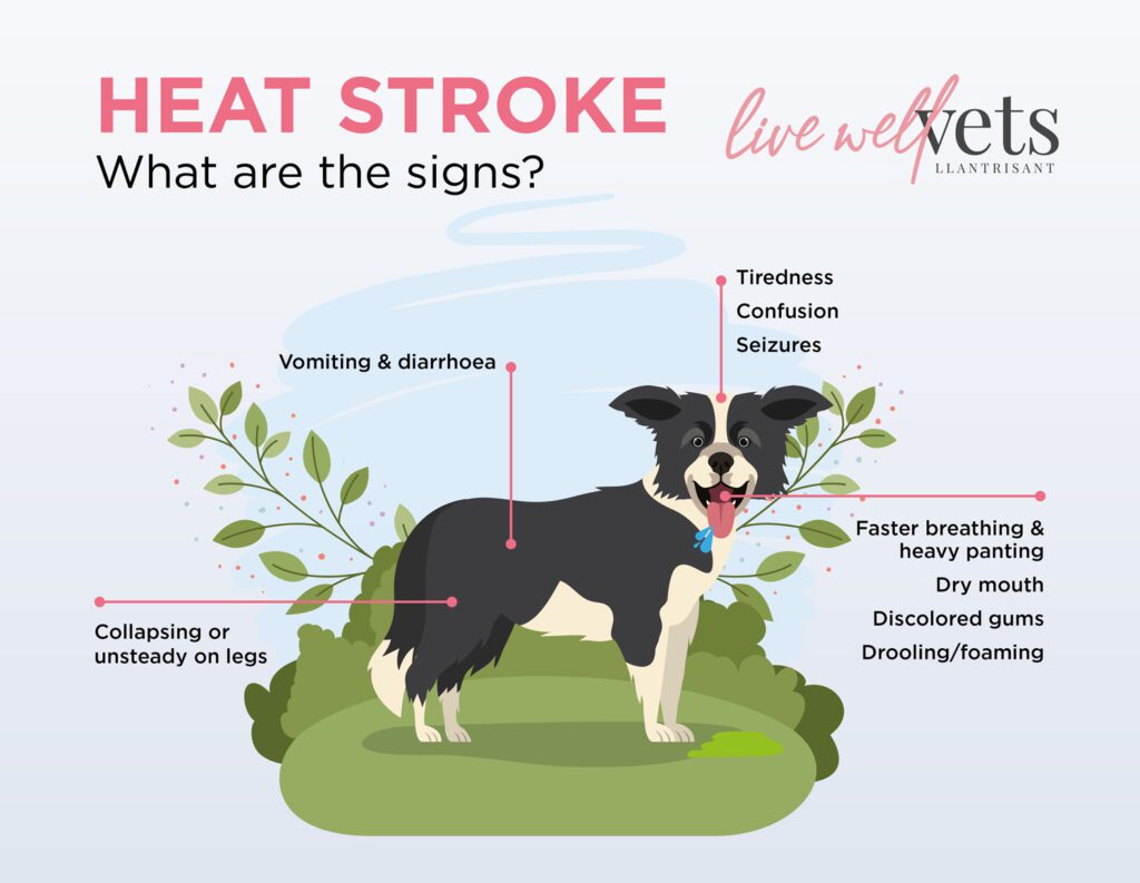 Heatstroke In Dogs Infographic of Symptoms