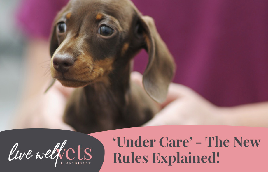 Under Care - The New Rules explained | Live Well Vets