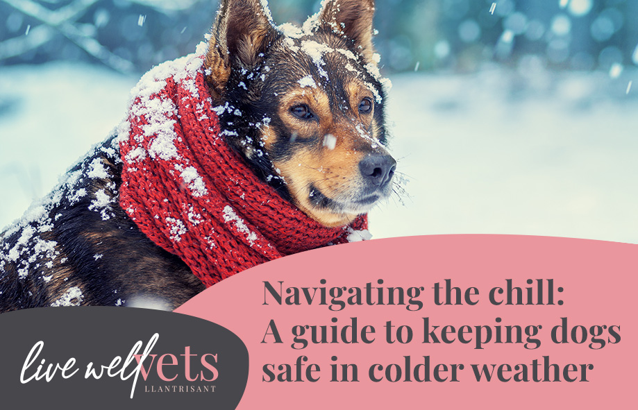 Navigating the Chill: A guide to keeping dogs safe in colder weather