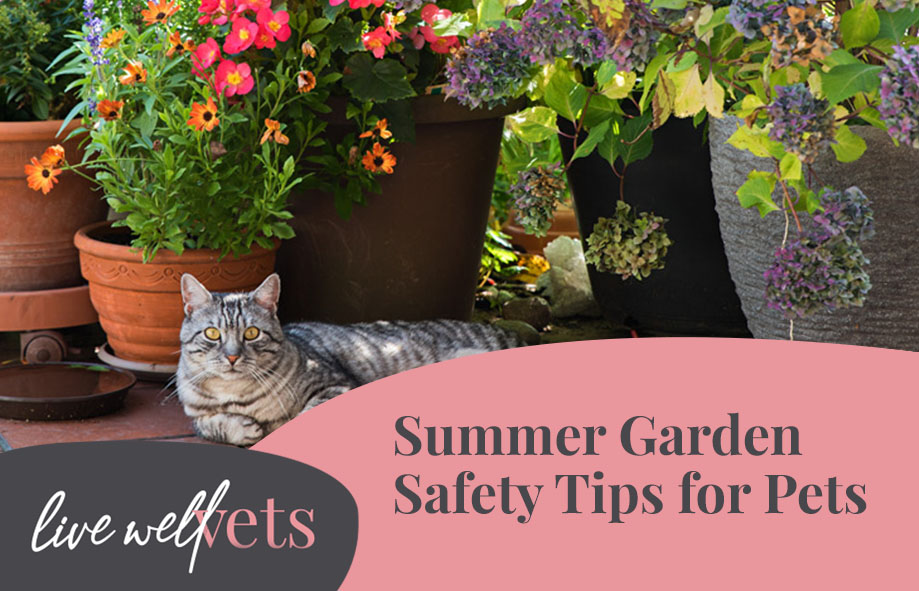 Summer Garden Safety Tips for Pets