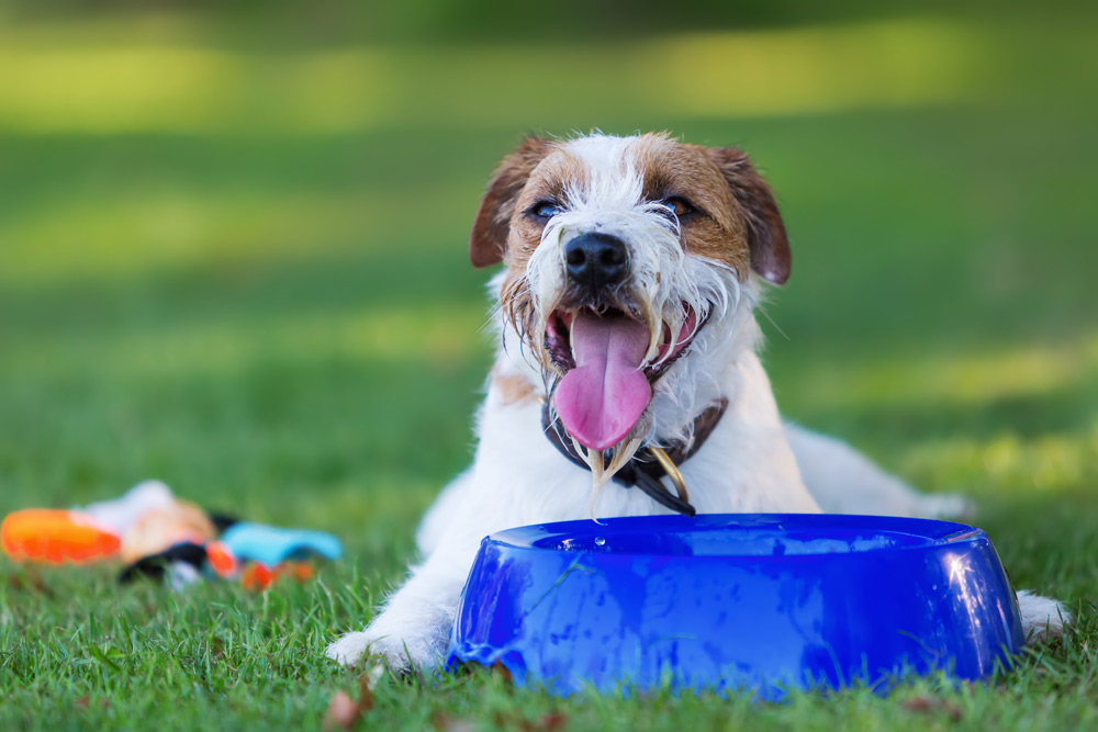 Summer Garden Safety Tips for Pets