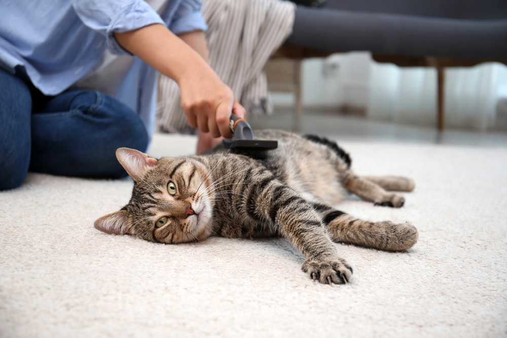 Keeping Pets Cool in Summer