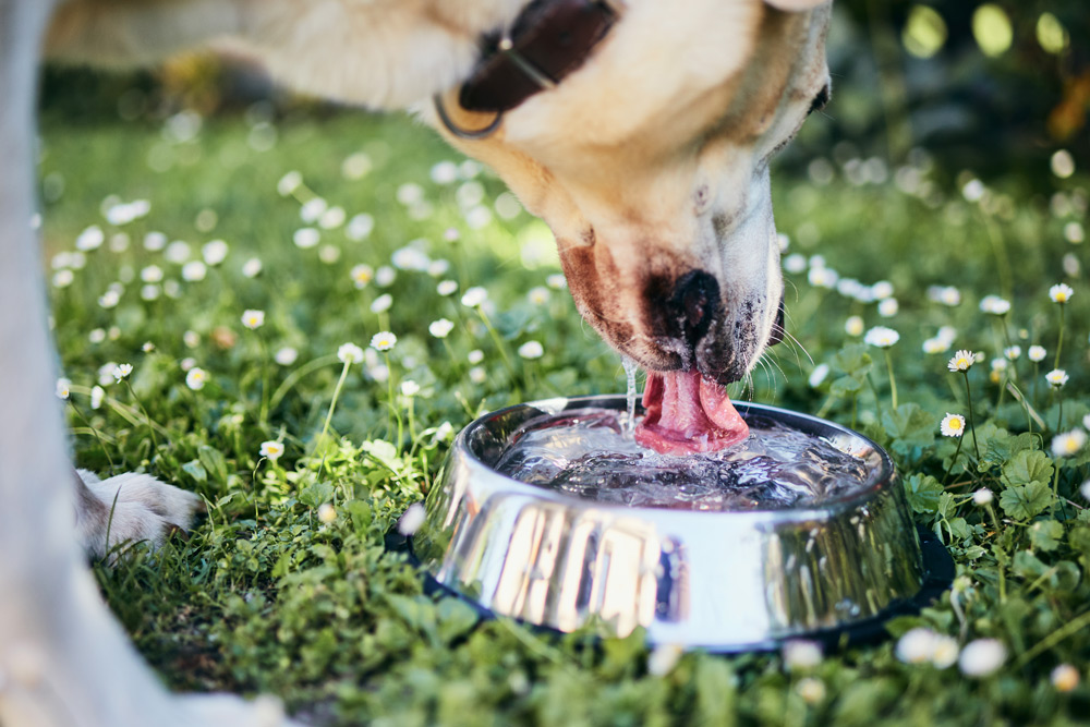 Keeping Pets Cool in Summer