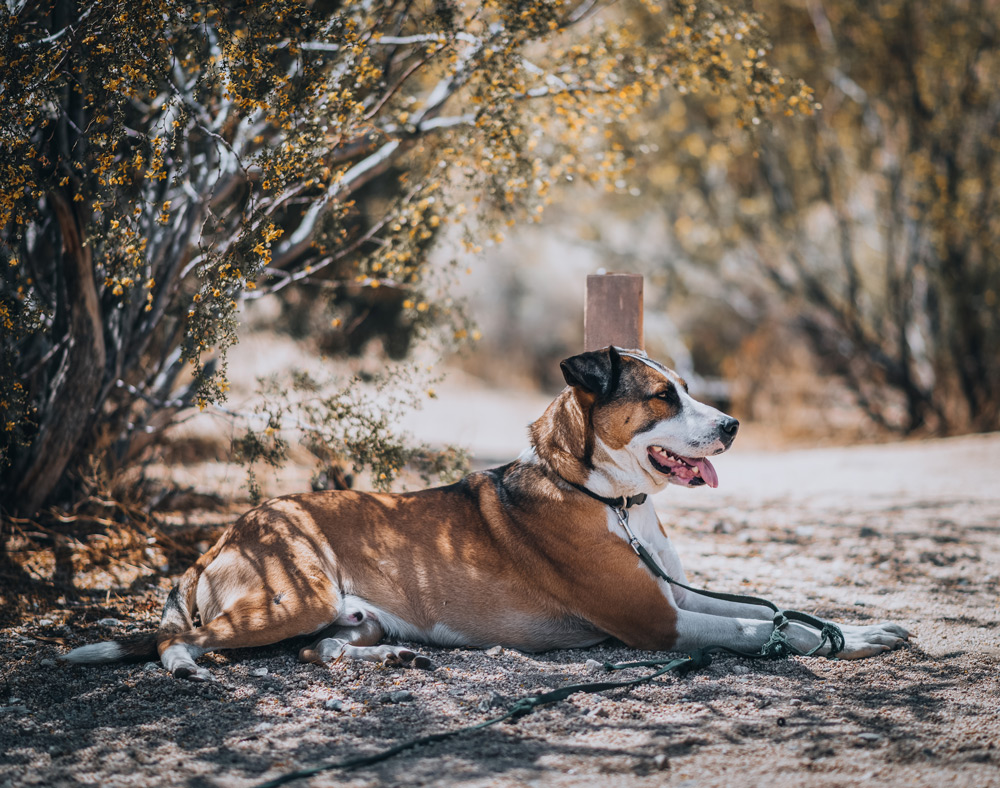 Keeping Pets Cool in Summer