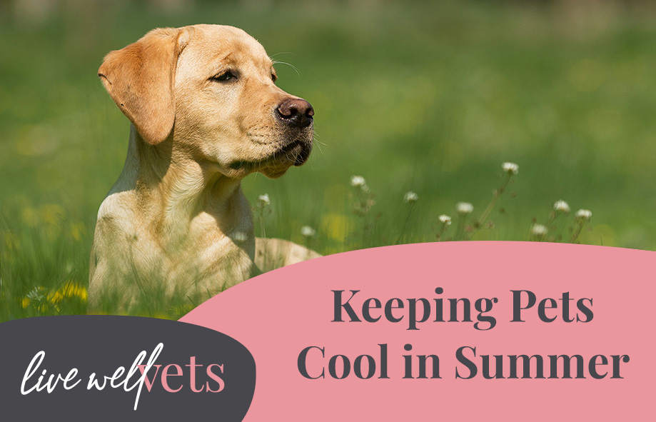 Keeping Pets Cool in Summer | Live Well Vets in Llantrisant and Caerphilly