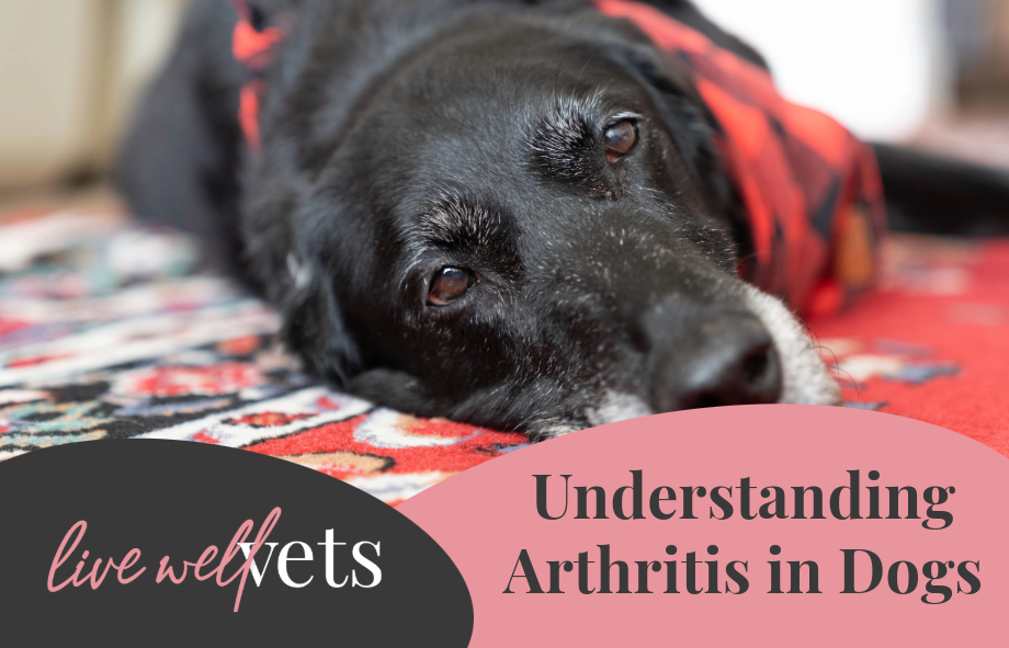 Arthritis in Dogs | Understanding The Signs