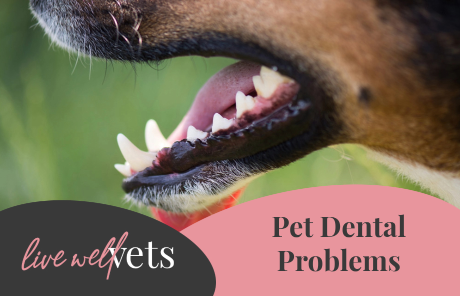 pet dental health