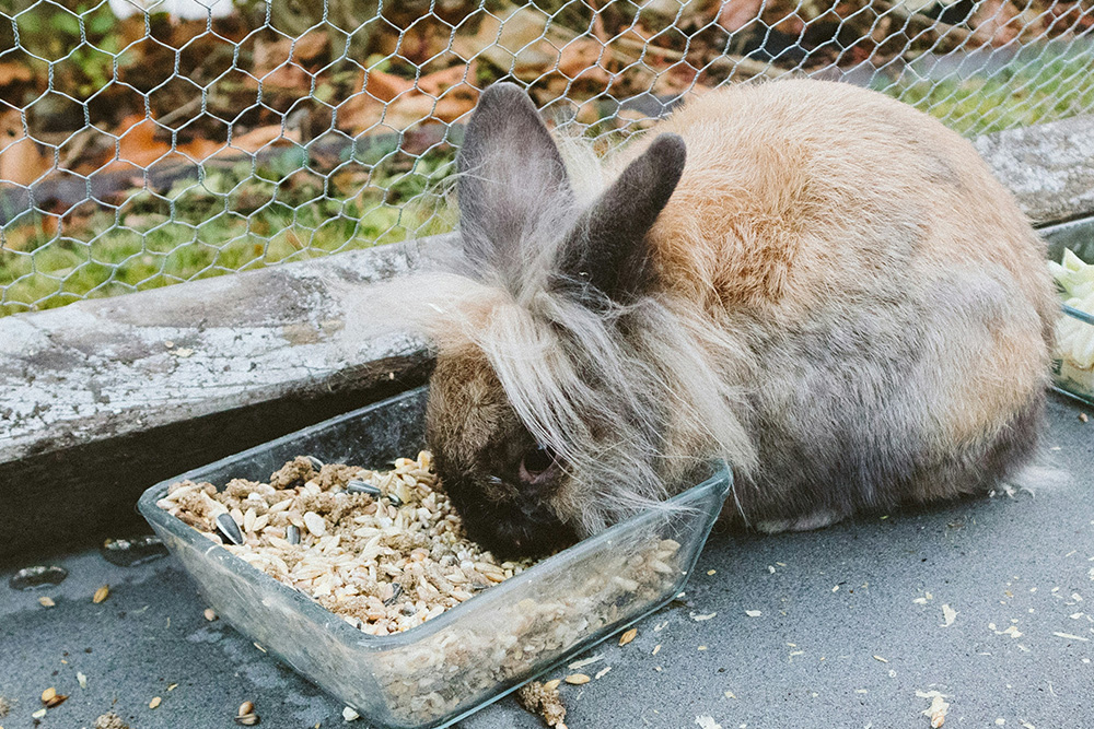 pet dental health